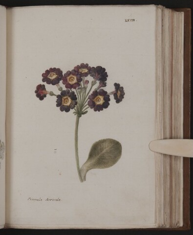 Anteprima dell'oggetto