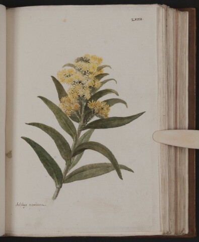 Anteprima dell'oggetto