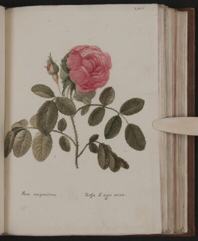 Anteprima dell'oggetto