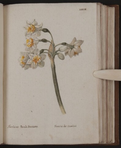 Anteprima dell'oggetto