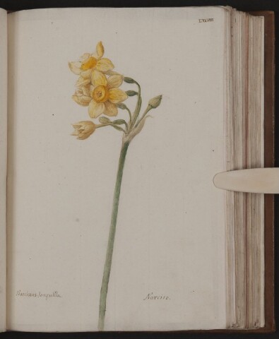 Anteprima dell'oggetto