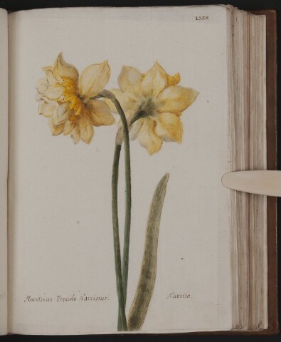 Anteprima dell'oggetto