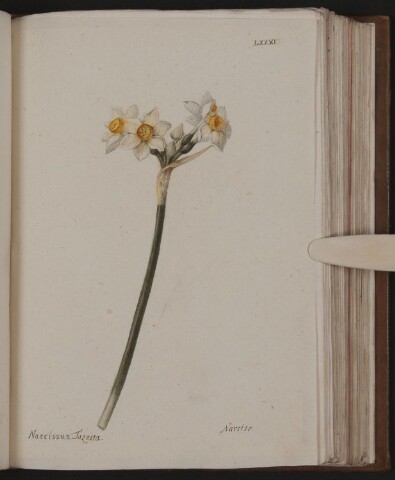 Anteprima dell'oggetto