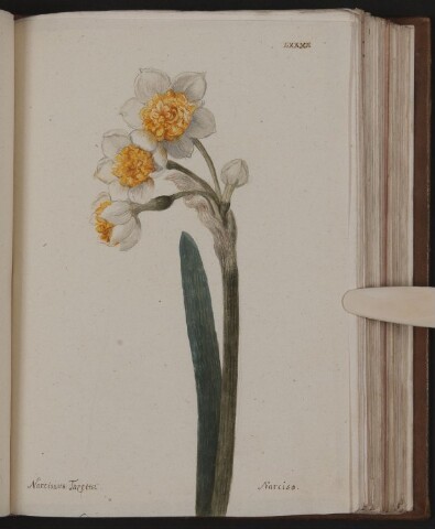 Anteprima dell'oggetto