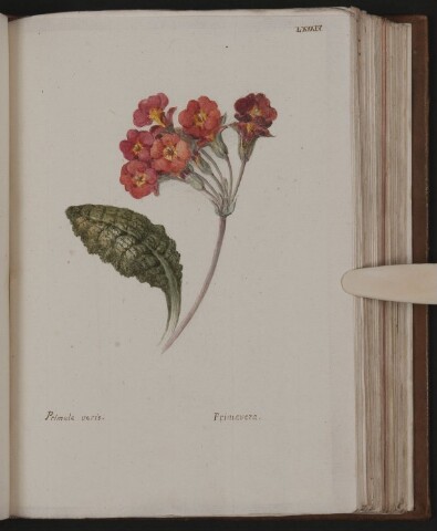 Anteprima dell'oggetto