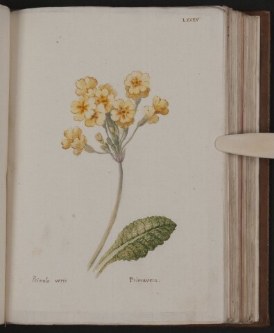 Anteprima dell'oggetto