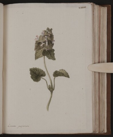 Anteprima dell'oggetto