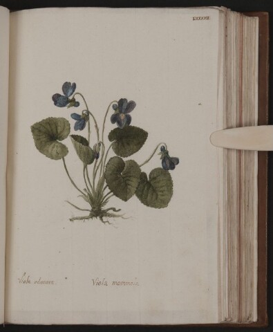 Anteprima dell'oggetto