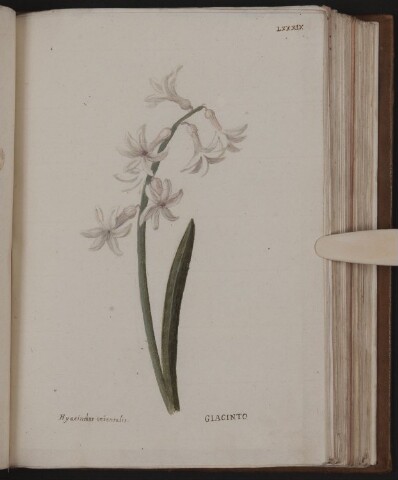 Anteprima dell'oggetto