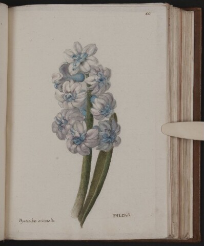 Anteprima dell'oggetto