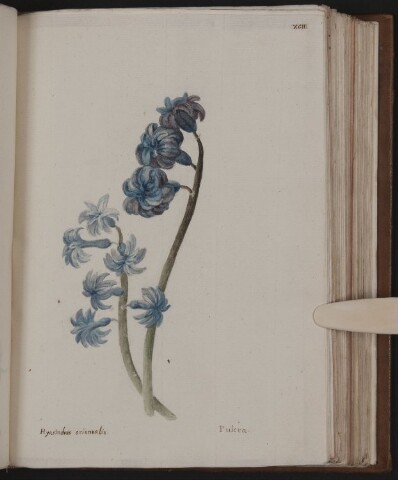 Anteprima dell'oggetto