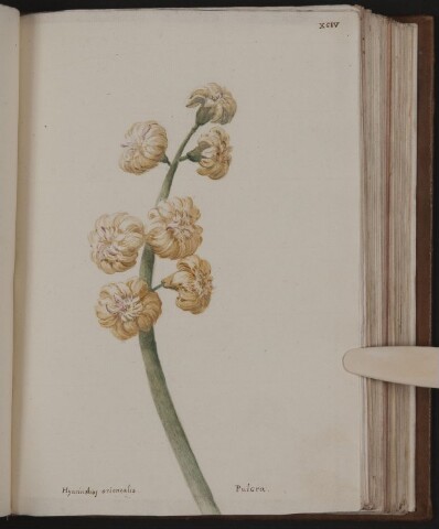 Anteprima dell'oggetto