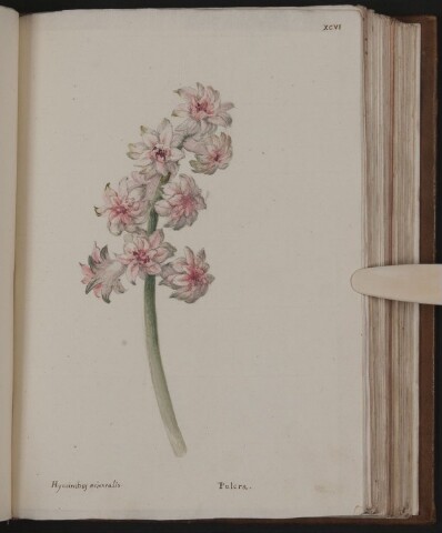 Anteprima dell'oggetto