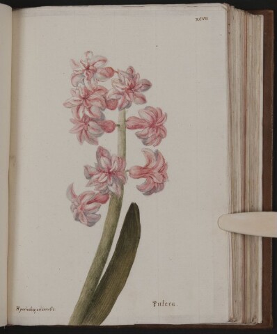 Anteprima dell'oggetto