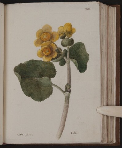 Anteprima dell'oggetto