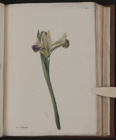 Anteprima dell'oggetto