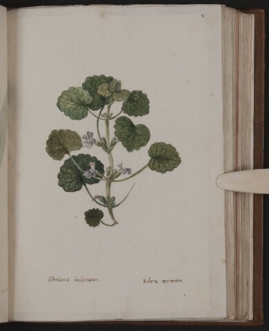 Anteprima dell'oggetto