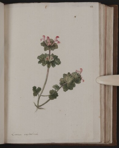 Anteprima dell'oggetto