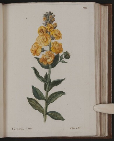 Anteprima dell'oggetto