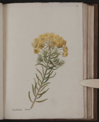 Anteprima dell'oggetto