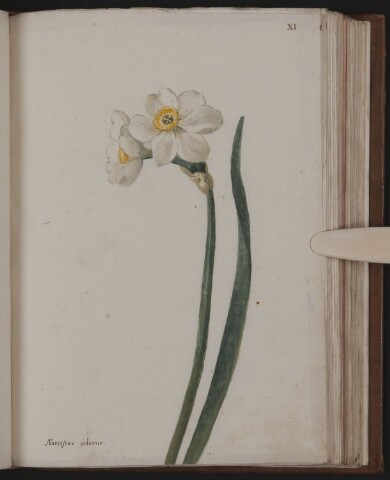 Anteprima dell'oggetto