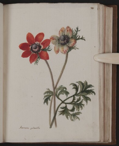 Anteprima dell'oggetto