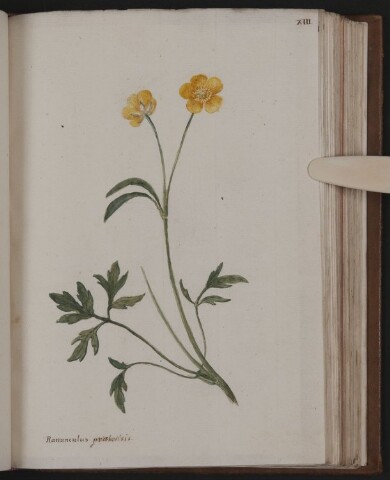 Anteprima dell'oggetto