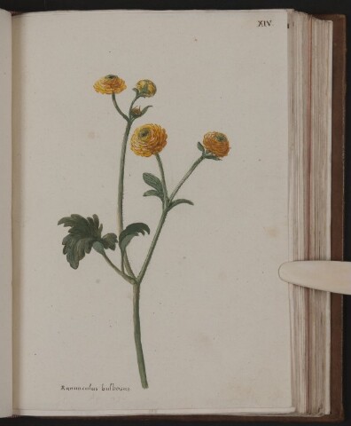 Anteprima dell'oggetto