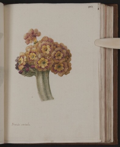 Anteprima dell'oggetto