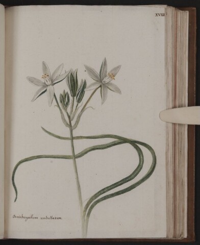 Anteprima dell'oggetto