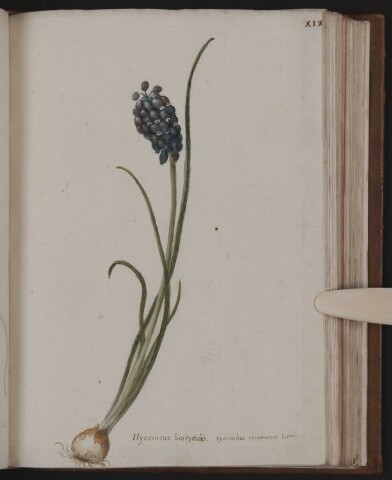 Anteprima dell'oggetto