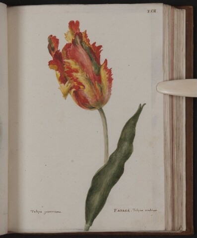 Anteprima dell'oggetto