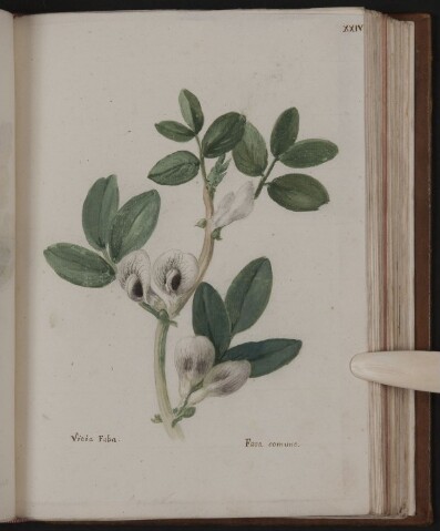 Anteprima dell'oggetto