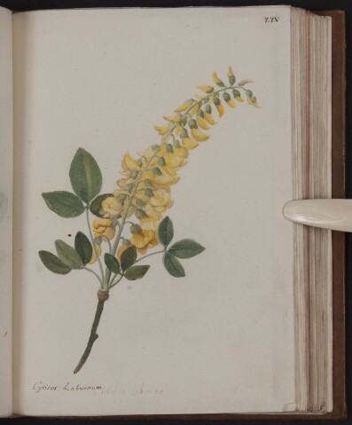 Anteprima dell'oggetto