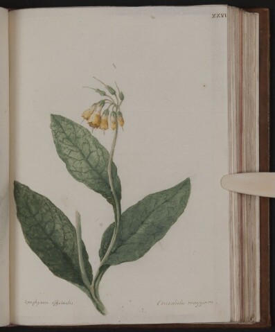 Anteprima dell'oggetto