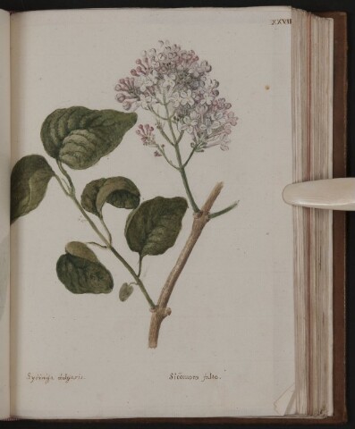 Anteprima dell'oggetto