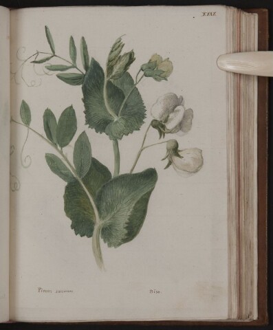 Anteprima dell'oggetto