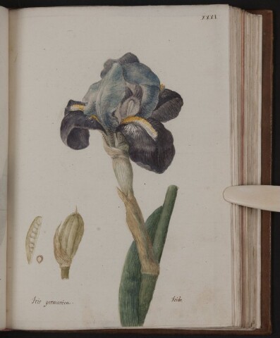 Anteprima dell'oggetto