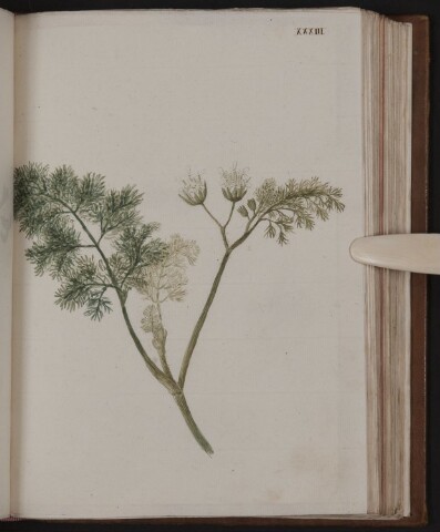 Anteprima dell'oggetto