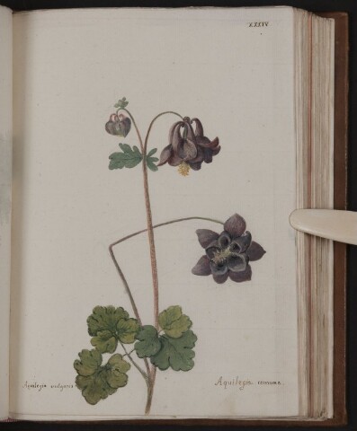 Anteprima dell'oggetto