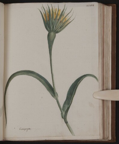 Anteprima dell'oggetto