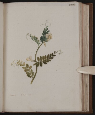 Anteprima dell'oggetto