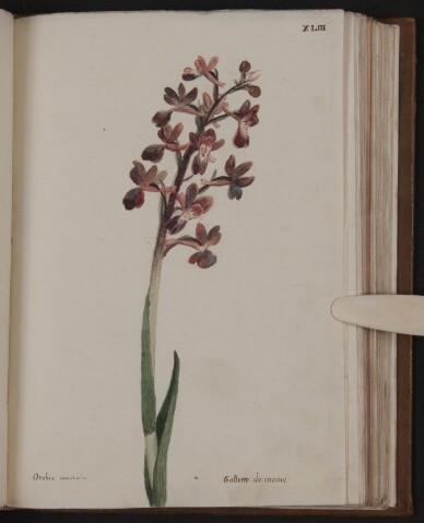 Anteprima dell'oggetto