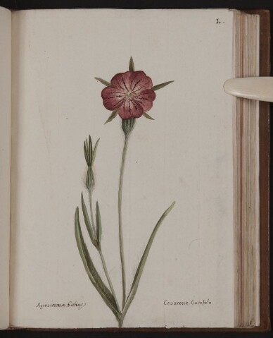 Anteprima dell'oggetto