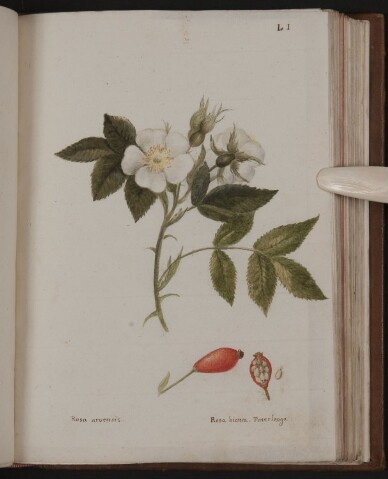 Anteprima dell'oggetto