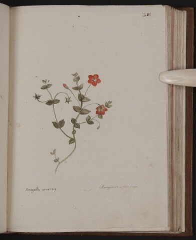 Anteprima dell'oggetto