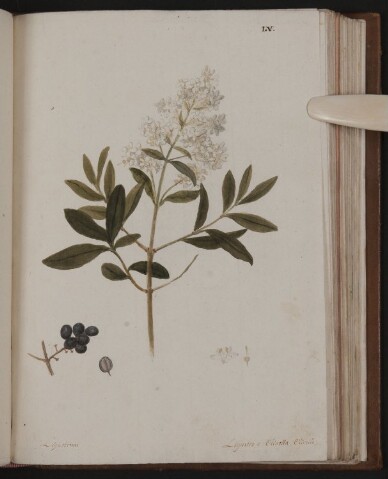 Anteprima dell'oggetto