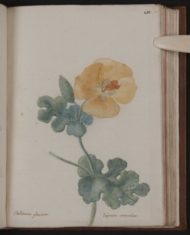 Anteprima dell'oggetto