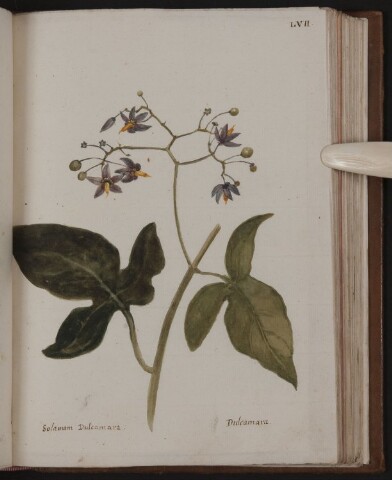 Anteprima dell'oggetto