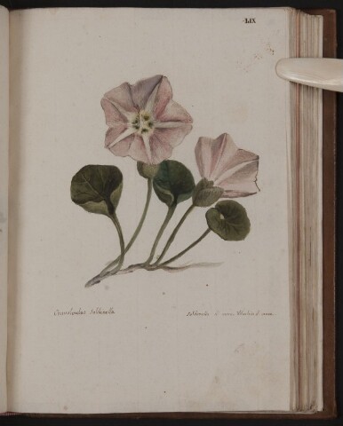 Anteprima dell'oggetto